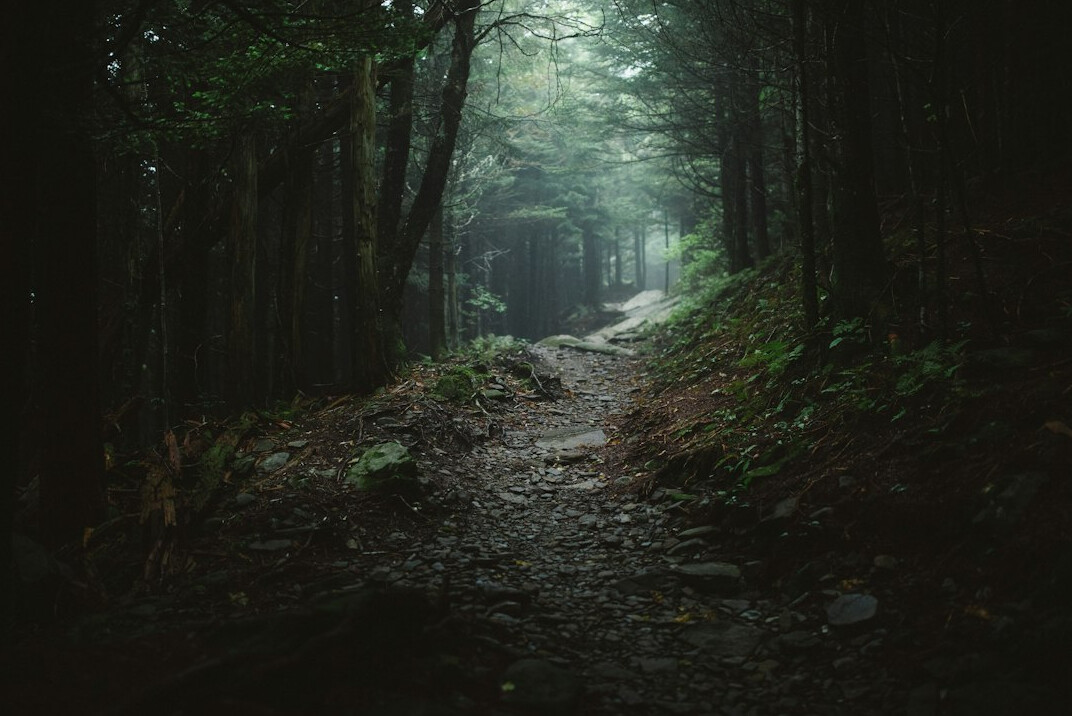 foggy forest path at dusk